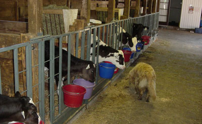Custom Calf Pens